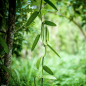 Mobile Preview: Vanille Pflanze auf Sansibar